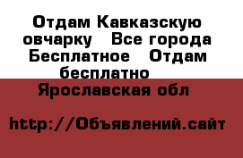 Отдам Кавказскую овчарку - Все города Бесплатное » Отдам бесплатно   . Ярославская обл.